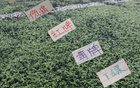 从1月到9月 申花一直不顺 不是被扣分 就是球员受伤 停赛 连俄罗斯主帅都保不住