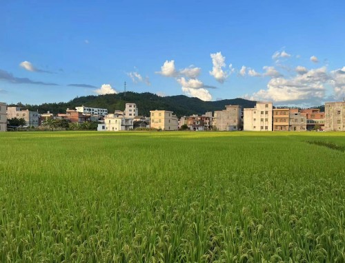 国运：霸气满级，队友雷电将军第二章：雷电将军，禁地直播开始！（旧版）